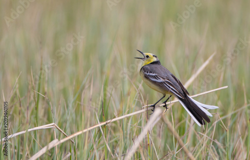 Bild auf Leinwand Citrine Wagtail - male bird at a wetland in spring