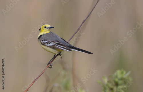 Foto Citrine Wagtail - male bird at a wetland in spring
