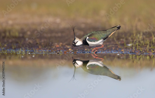 Konstfotografi Northern lapwing - male bird at a wetland in spring