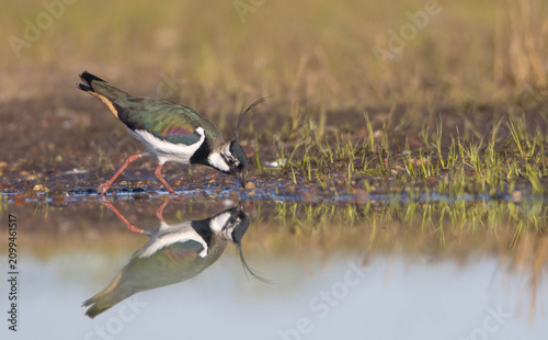 Cuadro en lienzo Northern lapwing - male bird at a wetland in spring