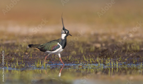 Konstfotografi Northern lapwing - male bird at a wetland in spring