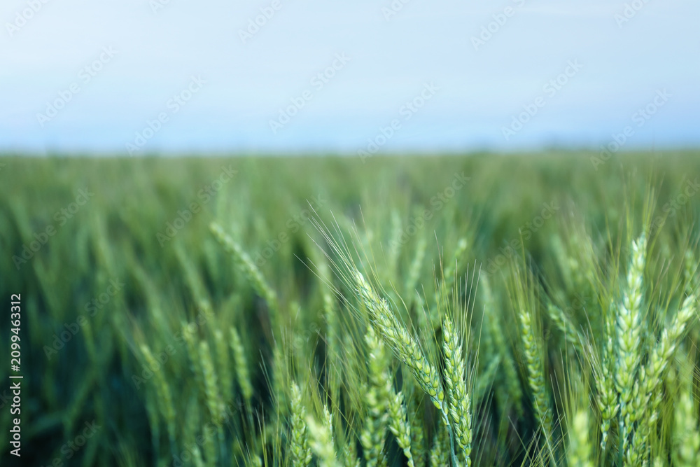 Obraz premium Beautiful ripening wheat spikes in field, closeup. Space for text