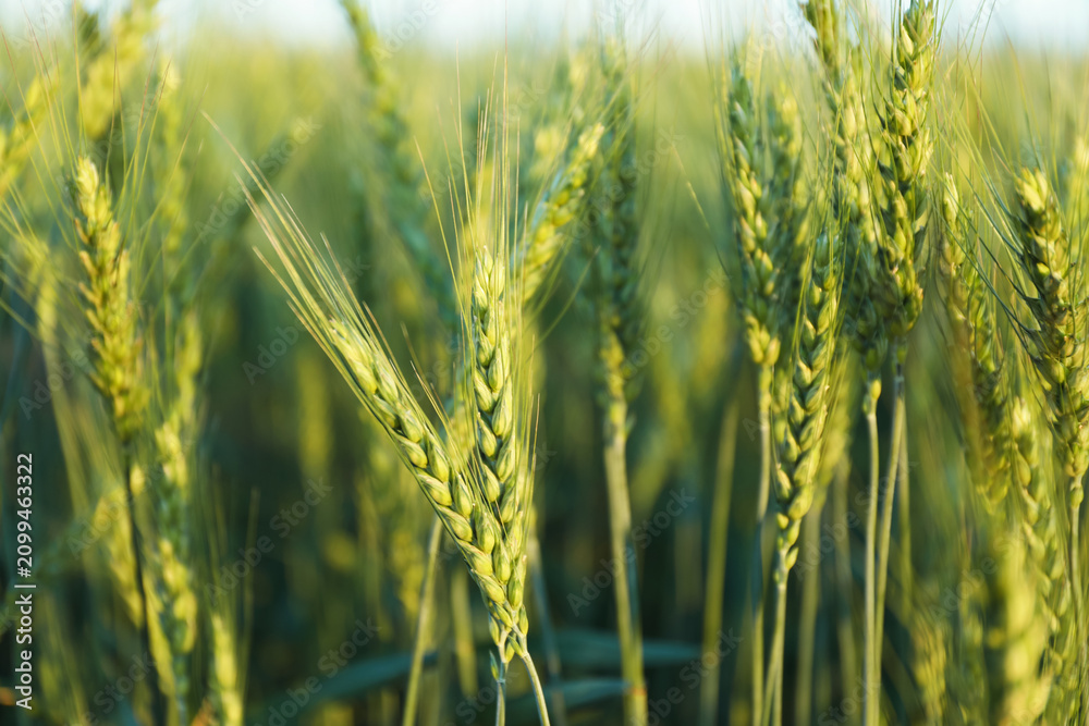Obraz premium Beautiful ripening wheat spikes in field, closeup