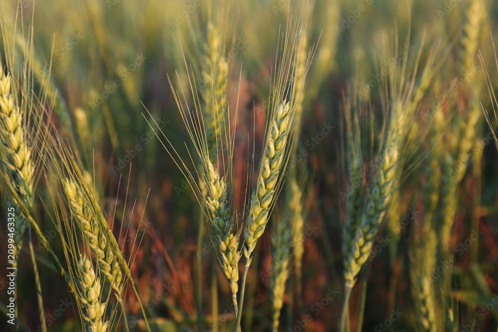 Obraz premium Beautiful ripening wheat spikes in field, closeup