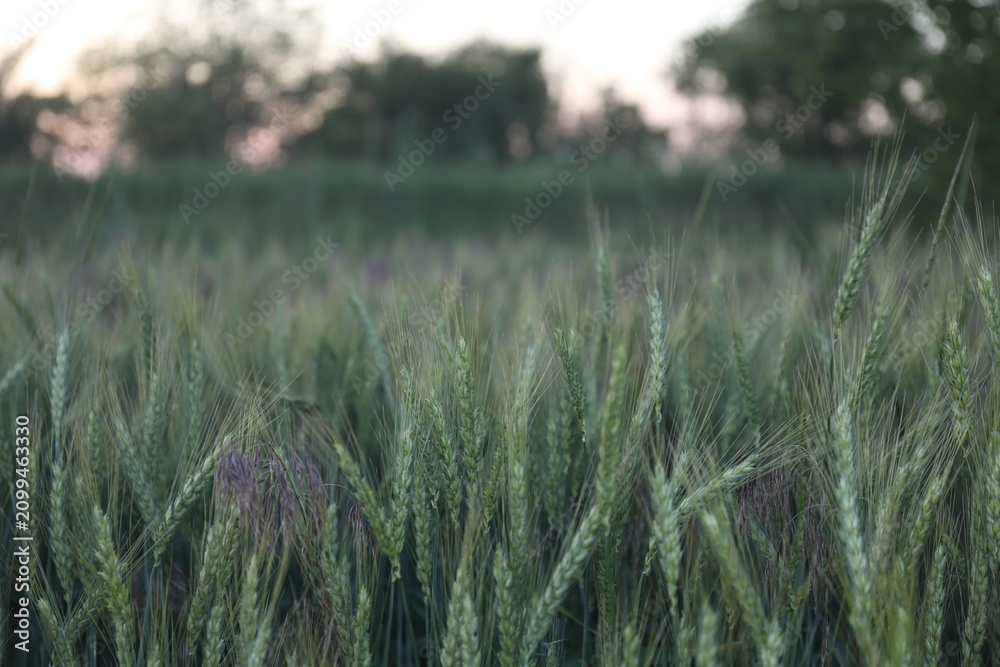 Obraz premium Beautiful ripening wheat spikes in field, closeup