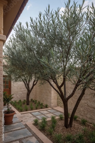 Garden Path Leads to Entrance Surrounded by Olive Trees in a Sunny Courtyard