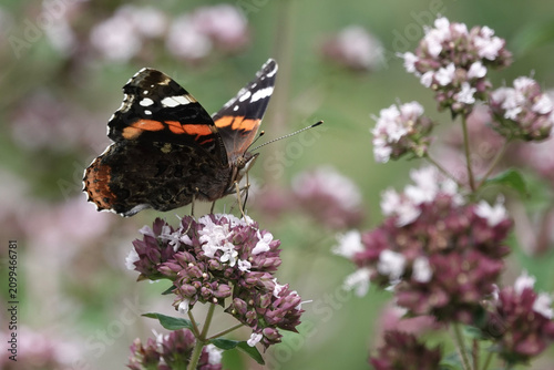 A Red Admiral butterfly (Vanessa atalanta) feeding from flowers