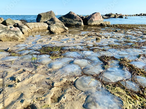Fotografie Jellyfish washed ashore on a sandy beach with rocky coastline
