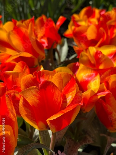 Vibrant red and orange tulips in spring sunlight