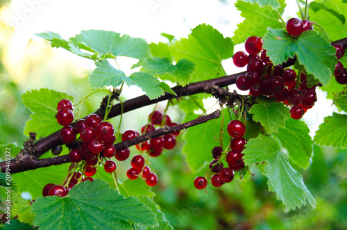 Fotografie red currant on a bush