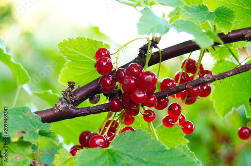 Fotografie red currants on a branch