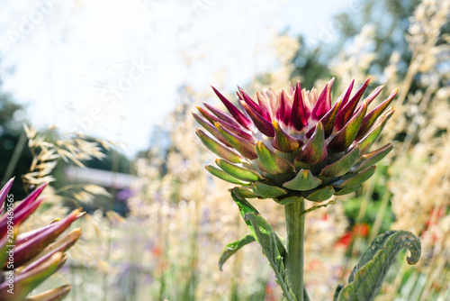 Photos Blooming artichoke flower with spiky purple bracts in summer garden