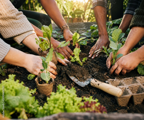 Community Vegetable Gardening with Diverse Hands Planting Seedlings