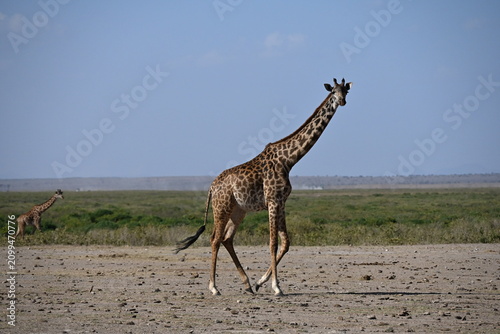 Foto giraffe tall African mammal belonging to the genus Giraffa