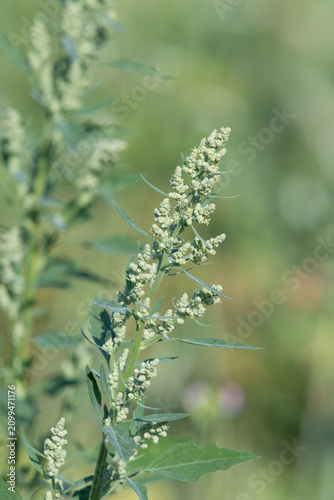 Close up of a fat hen (chenopodium album) plant