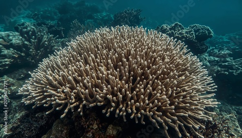 Coral Reef Structure Under Clear Water Showcasing Marine Life in a Vibrant Un...