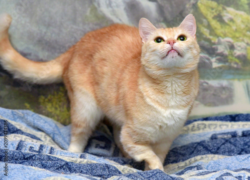 фотографія A light-red cat with cream stripes moves along the blanket