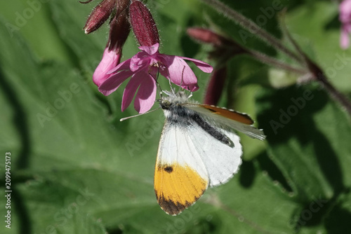 Orange-tip Butterfly (Anthocharis cardamines)