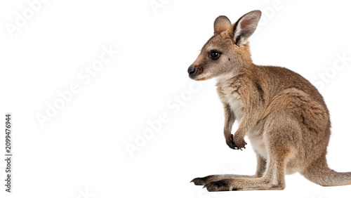 Photos Small wild kangaroo joey standing on legs isolated on transparent background