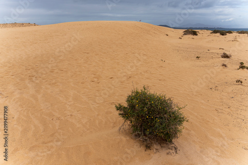 Fuerteventura island Canary islands Spain. Corralejo Natural Park has beaches with strong winds and dunes, such as El Moro.