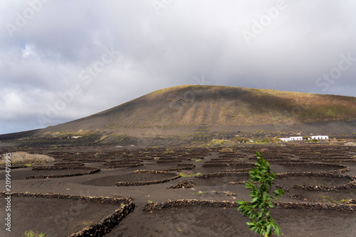 Lanzarote island in green in an unususaly rainy winter  province of Las Palmas Canary islands Spain