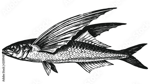 Konstfotografi Vintage engraving of a flying fish with large pectoral fins, isolated on white b