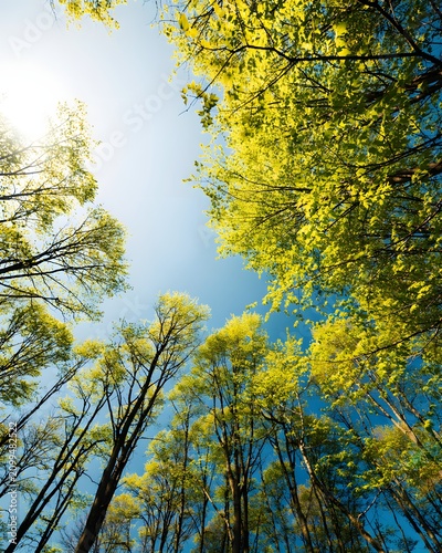 tall trees with green leaves against blue sky and sunshine