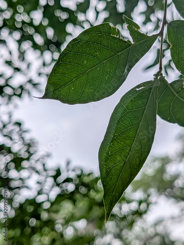Delicate Green Leaves with Visible Veins Framed Against a Soft Bokeh Forest Background