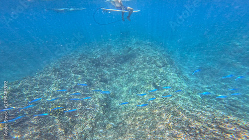 UNDERWATER: Coral reef with small school of blue fish swimming below a surfer waiting in the lineup. Tropical marine life in crystal clear water combined with calm atmosphere of a remote surf spot.