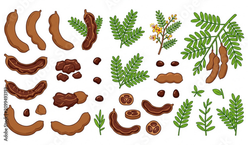 Foto Tamarind fruit pod seed and leaf vector set isolated on white background in flat