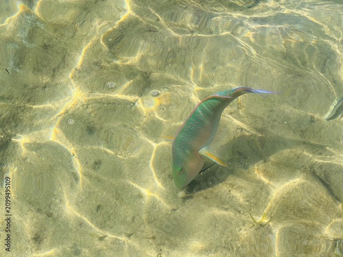 Colorful tropical fish swimming in crystal clear shallow water