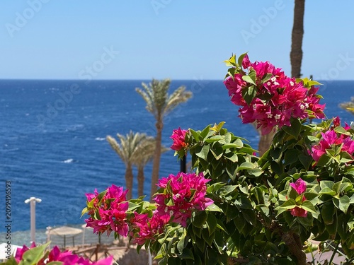 Vibrant Pink Bougainvillea flowers overlooking the blue sea at tropical resort