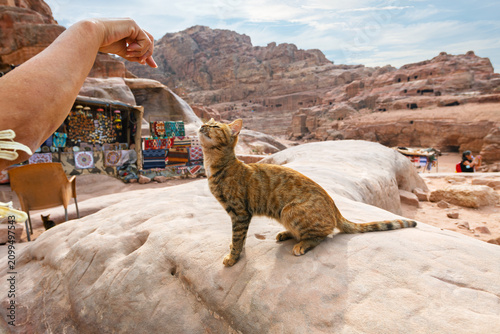 Photography A tourist plays with a group of the famous stray cats of Petra, Jordan with a traditional Nabataean Bedouin market behind, in the ancient city of Petra