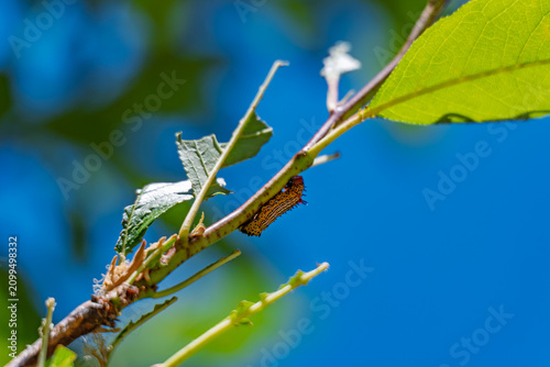 Foto A caterpillar crawls on a branch under blue sky