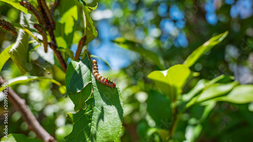 Картината върху платно Caterpillars feeding on green leaves of a plum tree