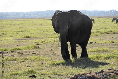 Obraz na plátne African elephants are members of the genus Loxodonta comprising two living elephant species, the African bush elephant (L