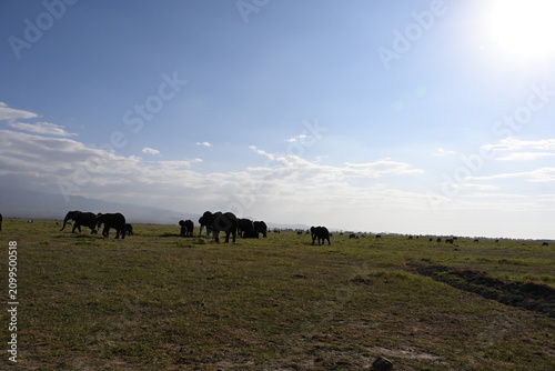 Принти на полотні African elephants are members of the genus Loxodonta comprising two living elephant species, the African bush elephant (L