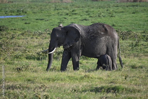 African elephants are members of the genus Loxodonta comprising two living elephant species, the African bush elephant (L. africana) in amboseli national park
