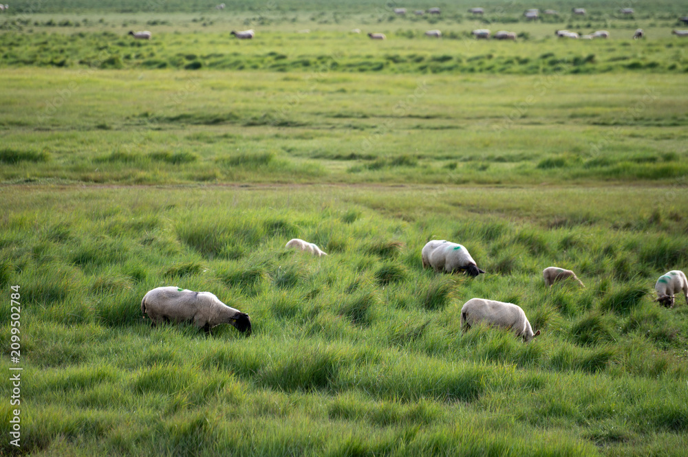 Fototapeta premium Large flock of sheep grazes freely in lush green pastures near Mont-Saint-Michel in Normandy, salt marshes and wetlands provide ideal grazing grounds for these traditional farming animals