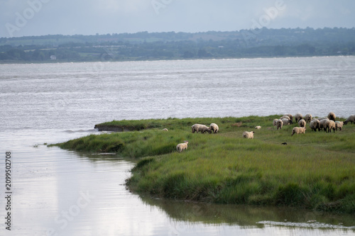 Large flock of sheep grazes freely in lush green pastures near Mont-Saint-Michel in Normandy, salt marshes and wetlands provide ideal grazing grounds for these traditional farming animals