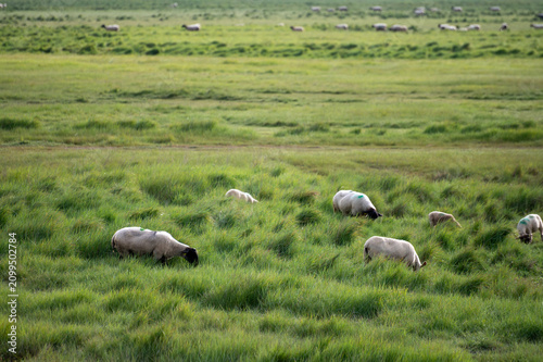 Large flock of sheep grazes freely in lush green pastures near Mont-Saint-Michel in Normandy, salt marshes and wetlands provide ideal grazing grounds for these traditional farming animals