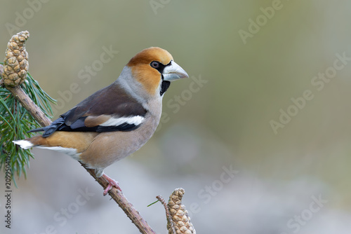 Obraz na płótnie Hawfinch Perched on Pine Branch with Copy Space