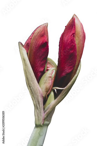 Two beautiful amaryllises flowers blooming. Unopened red amaryllis flower buds showing hints of deep red petals, isolated on a transparent background.