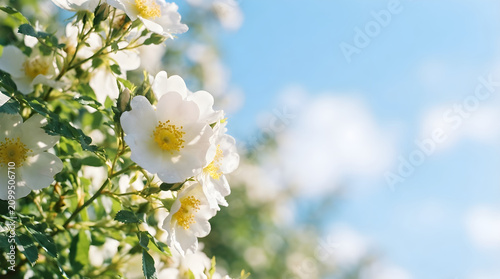Delicate white rose bush blossoms in sunny garden landscape with botanical
