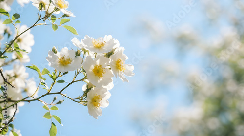 White rose flowers in full bloom against bright blue sky with botanical