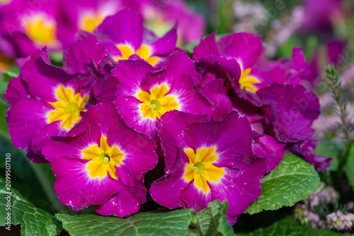Foto Polyanthus primroses in bloom