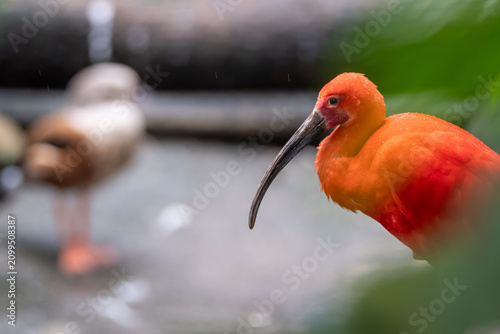 Scarlet Ibis
