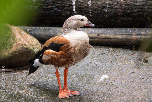 Orinoco Goose