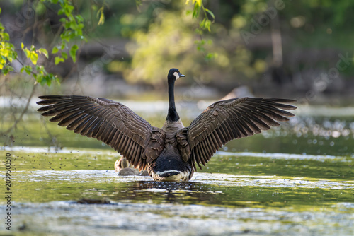 Photos Canada Geese Strecthes its wing with Goslings floating down a creek