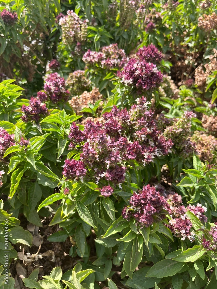 Obraz premium Pink Cardinal Basil Flowers